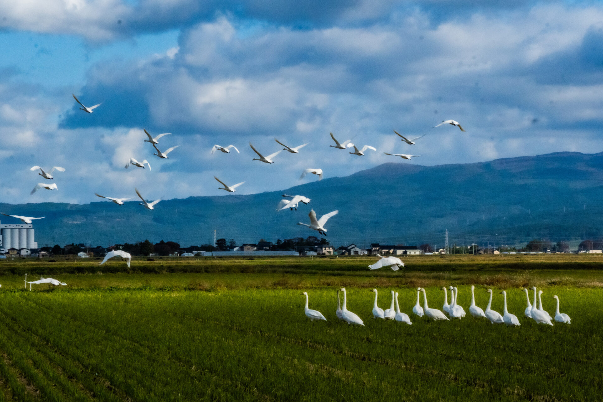 庄内平野の白鳥（その３）