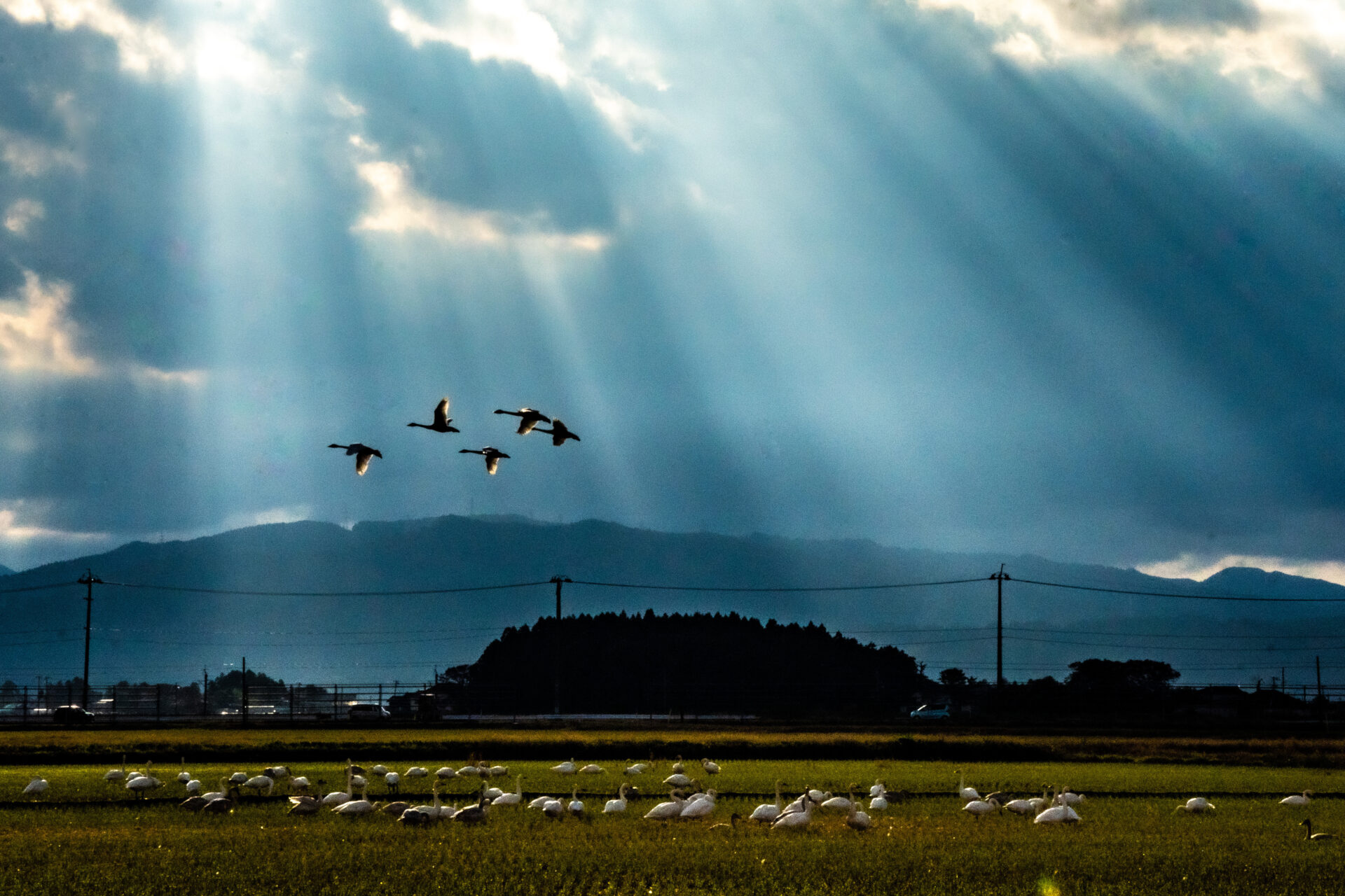 庄内平野の白鳥（その１）